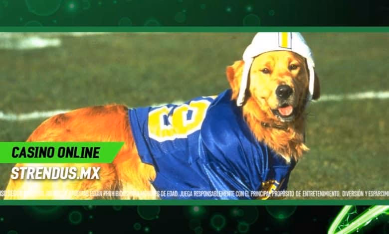¿Qué deportes no ha practicado Air Bud?