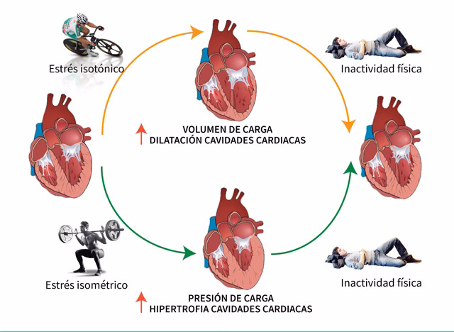 ¿Cuáles son las respuestas cardiovasculares al ejercicio?