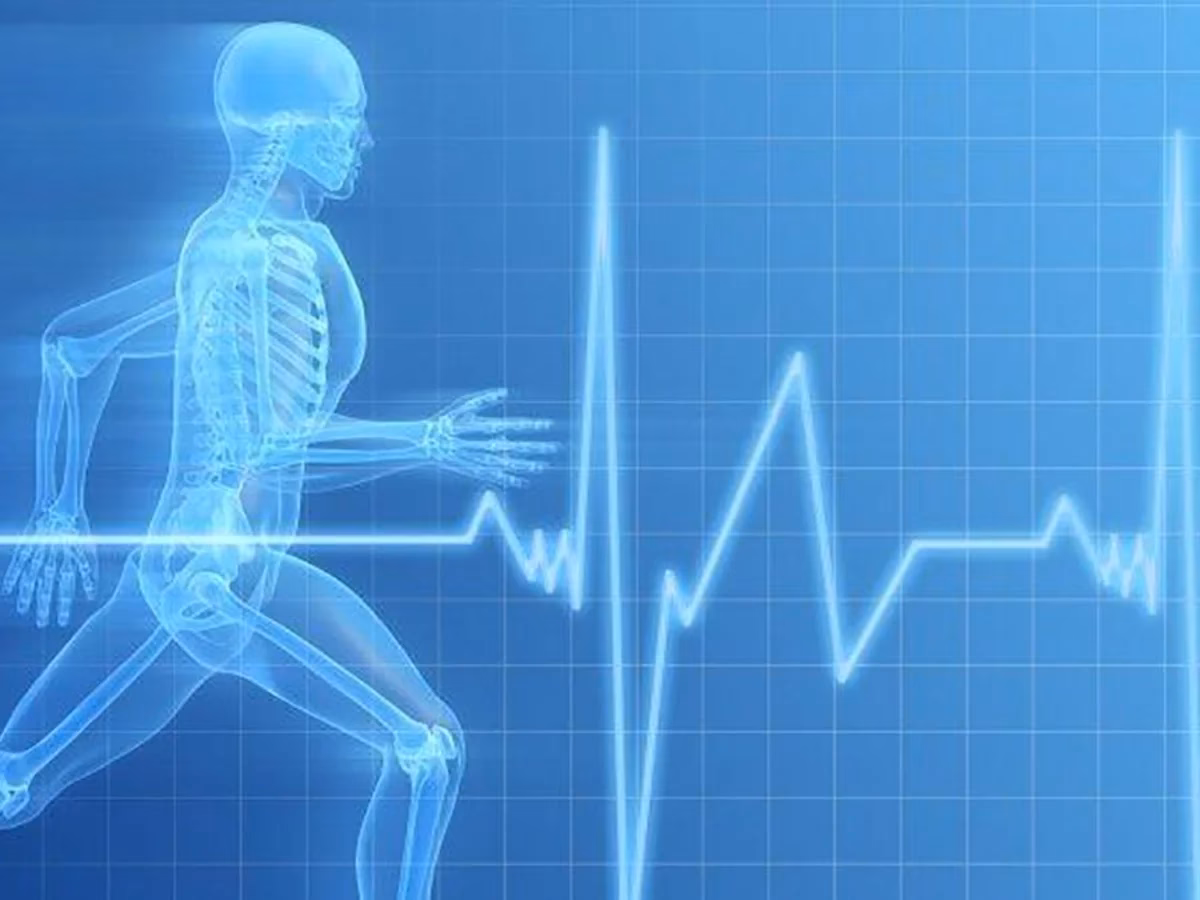 ¿Cuáles son las adaptaciones cardiovasculares en el ejercicio?