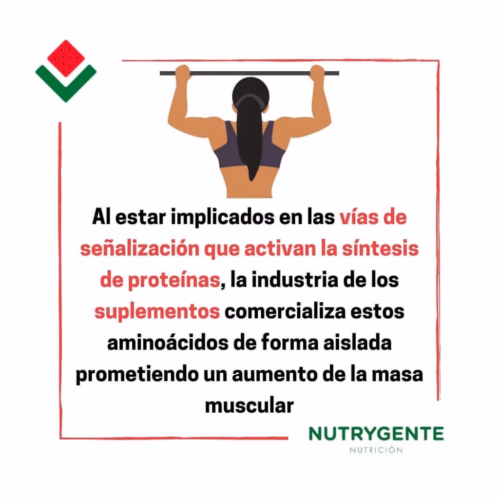 ¿Qué hacen los aminoácidos en el deporte?