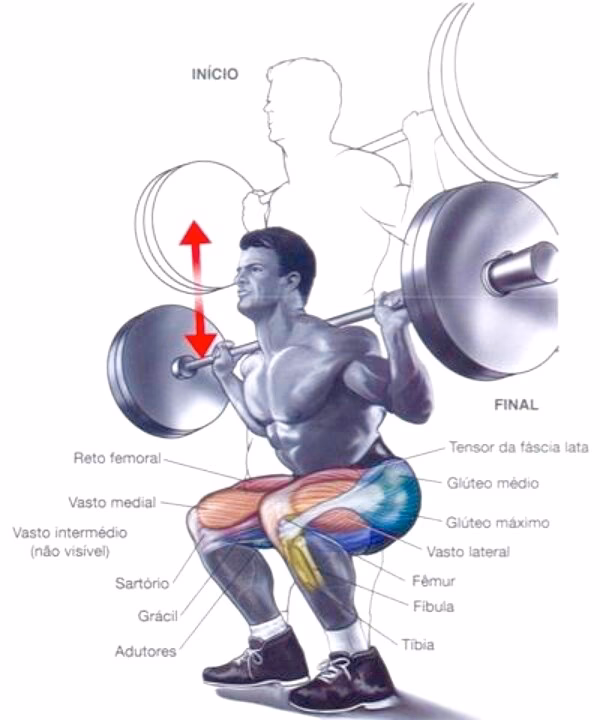 ¿Qué es la anatomía y fisiología en la educación física?