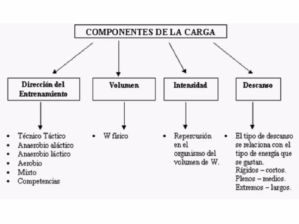 ¿Qué es la carga de entrenamiento deportivo?