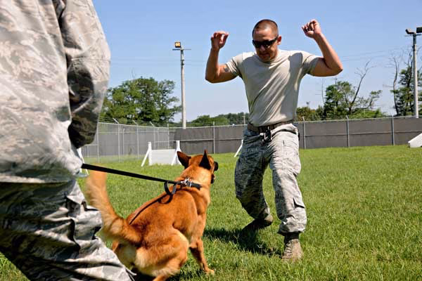 ¿Cómo se disciplinan los perros militares?