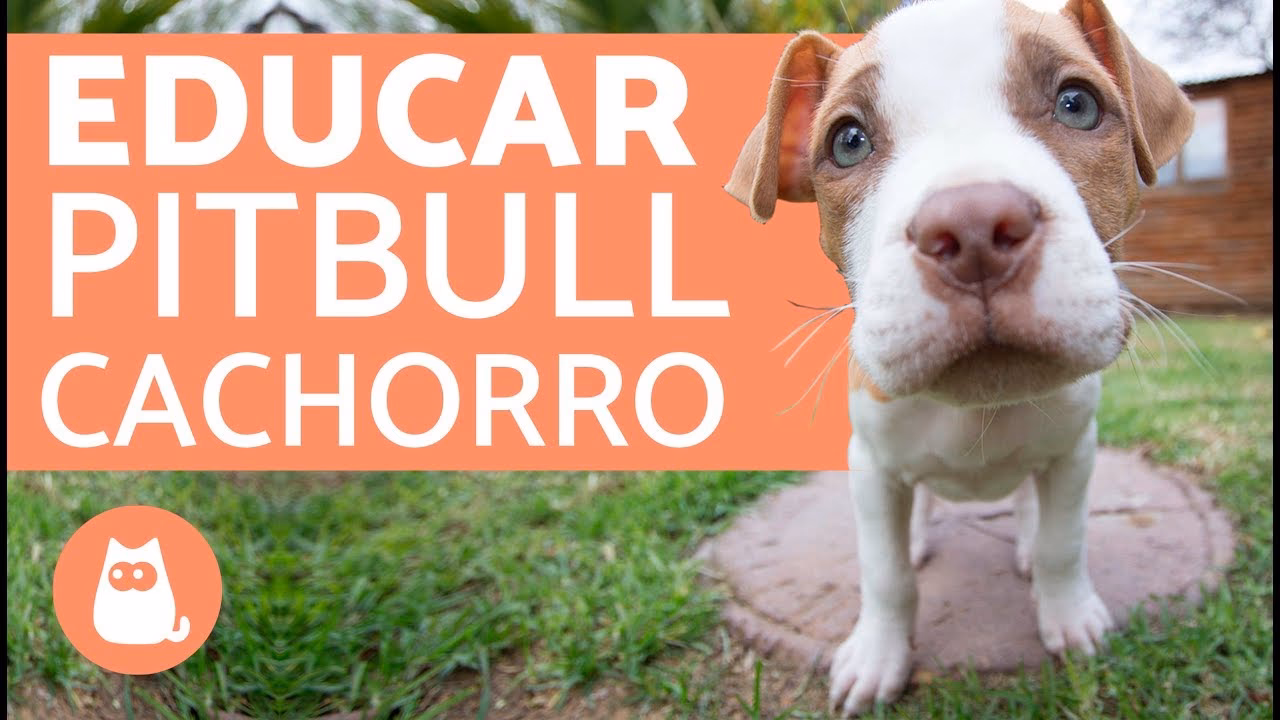 ¿Cómo entrenar a un perro pitbull para que no sea agresivo?