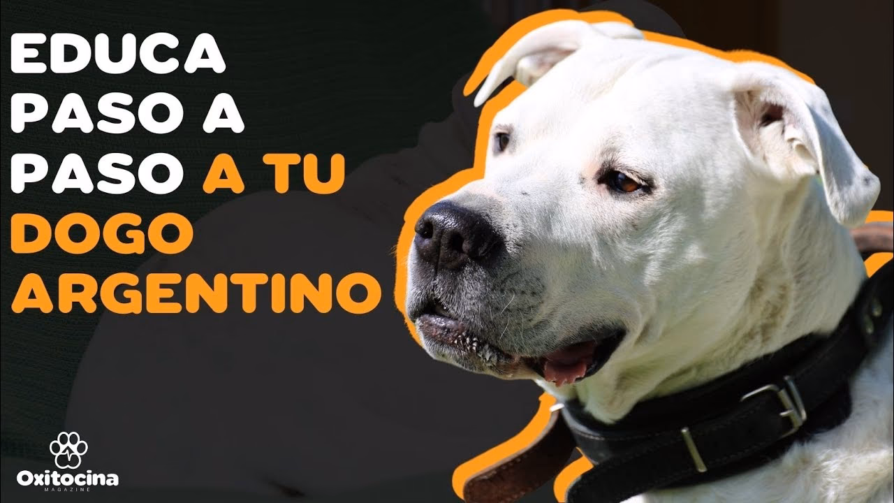 ¿Cuántas veces al día debe comer un dogo argentino?
