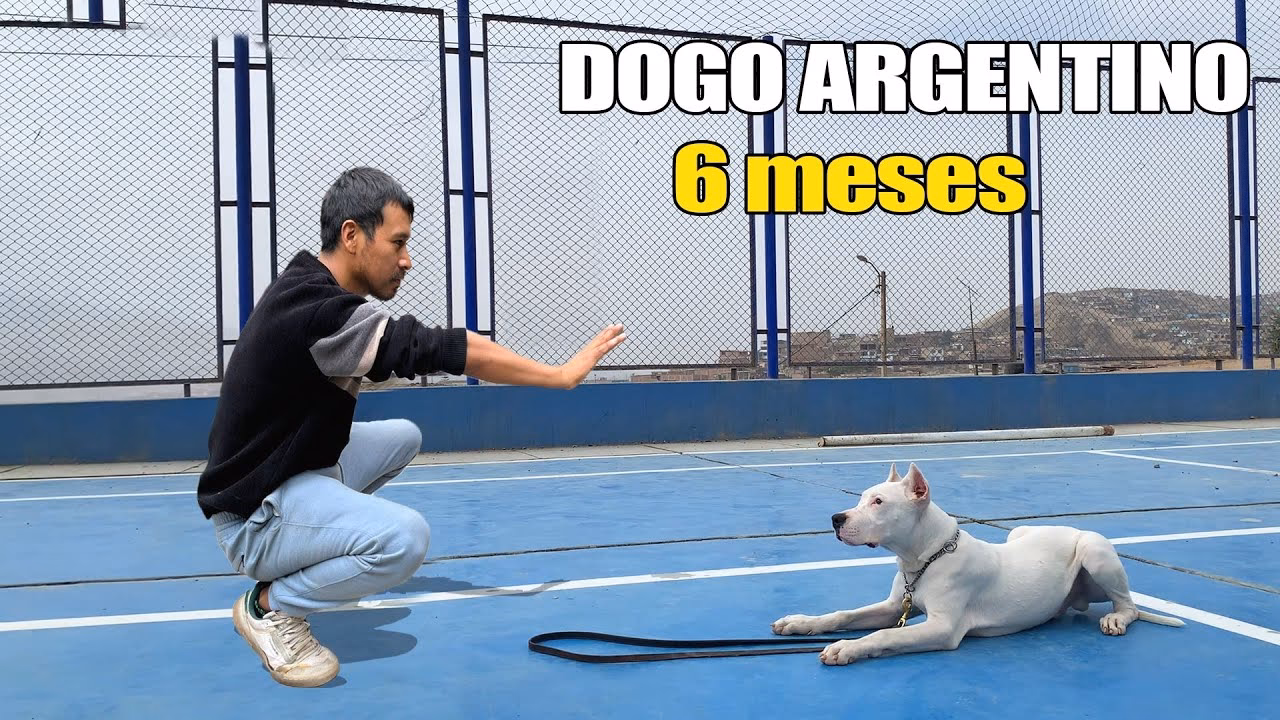 ¿Cuál es el mejor alimento para un dogo argentino?