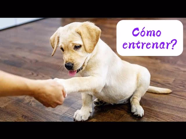 ¿Cuándo se puede adiestrar a un labrador?