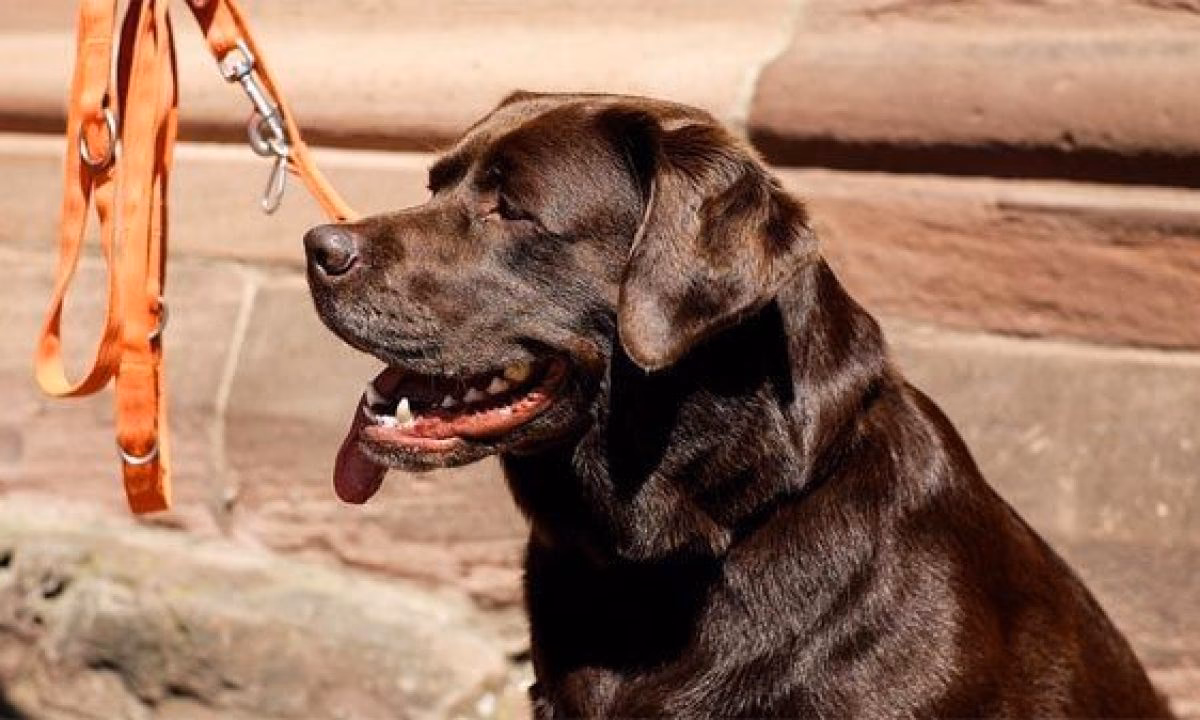 ¿Cuál es el mejor entrenamiento para un labrador?
