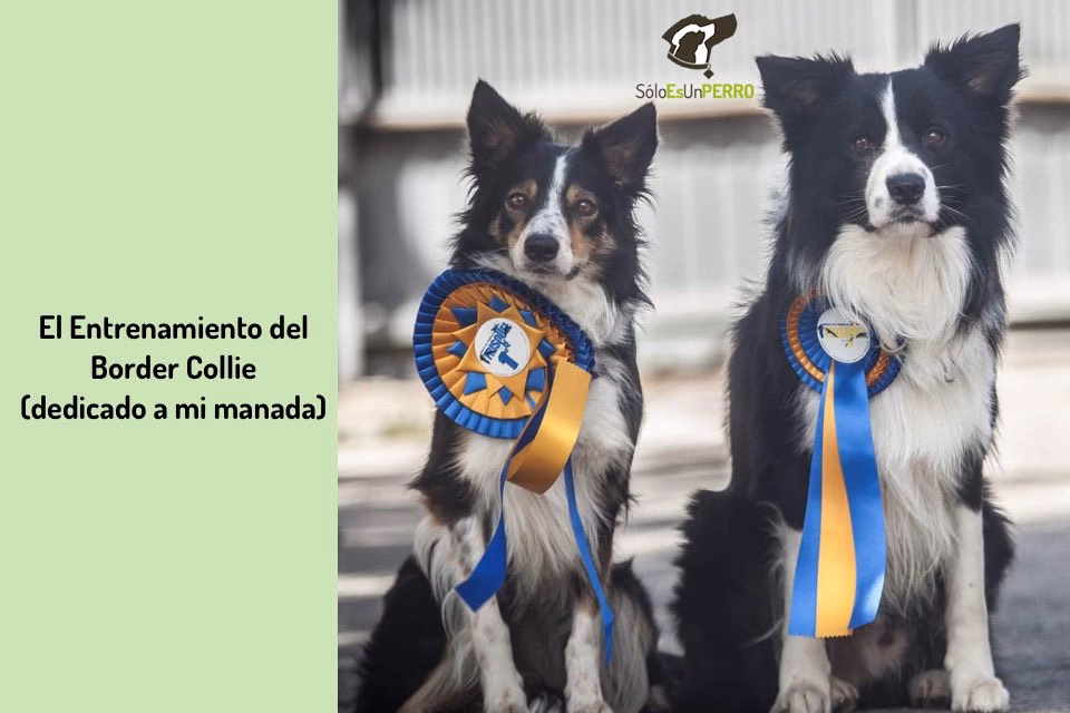¿Cuál es una buena rutina para un border collie?