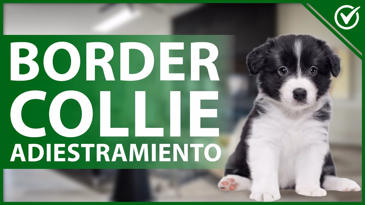 ¿Cuántas veces al día hay que sacar a un border collie?