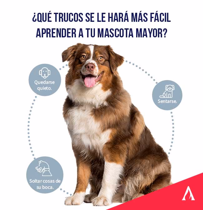 ¿Cómo puedo educar a un perro grande?