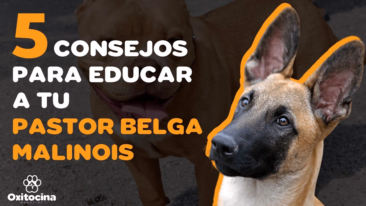 ¿Cómo adiestrar a tu perro pastor belga?