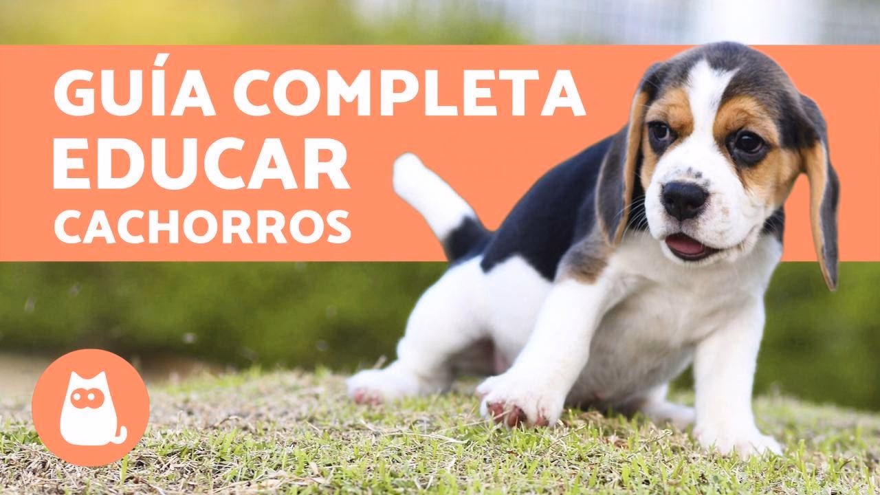 ¿Cómo iniciar el entrenamiento de un perro?