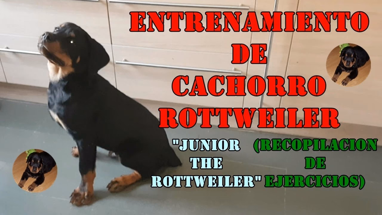 ¿Cómo educar a un rottweiler en casa?