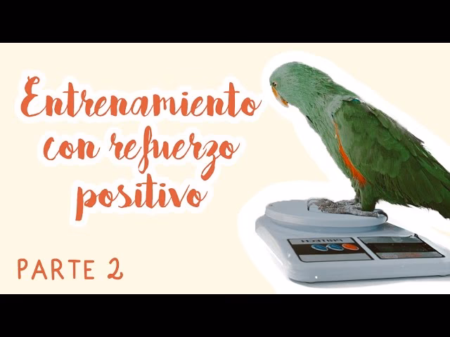 ¿Cuál es el ave más fácil de adiestrar?