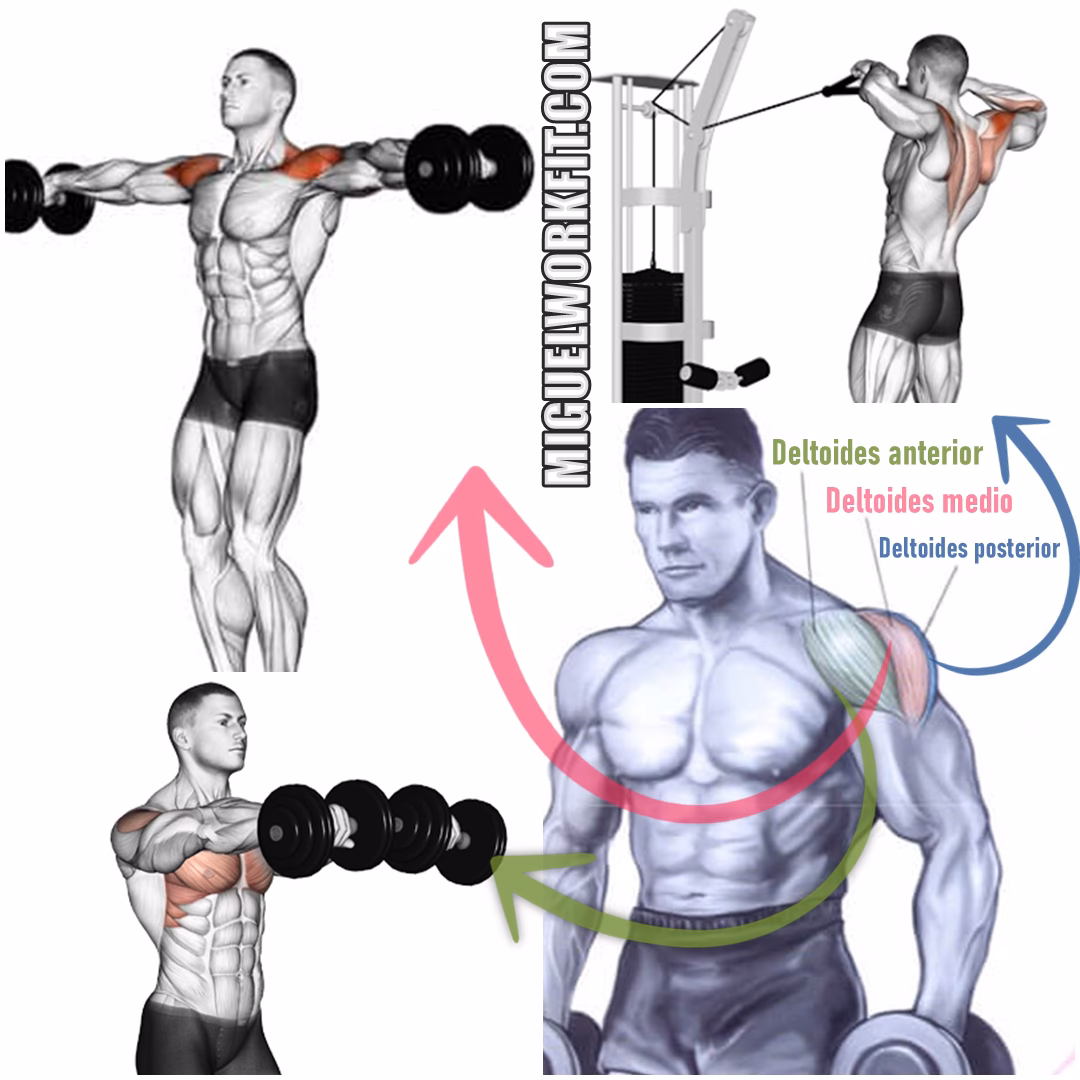 ¿Qué ejercicio trabaja el deltoide anterior?