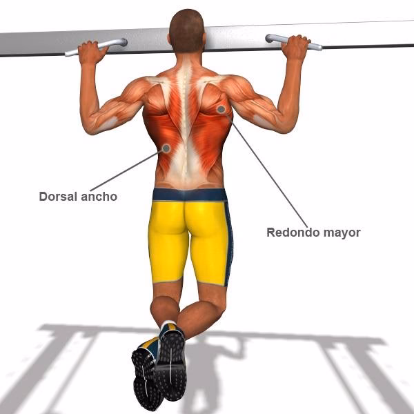 ¿Qué se trabaja en los dorsales?