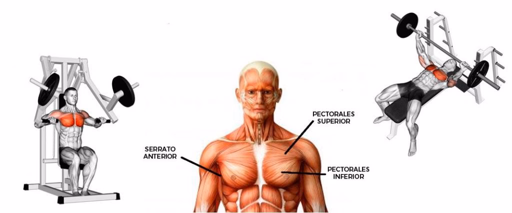 ¿Cómo hacer crecer el centro del pecho?