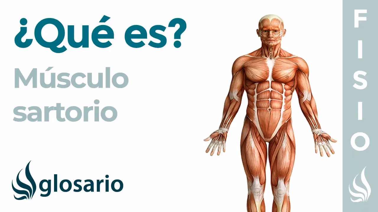 ¿Qué ejercicio fortalece el sartorio?