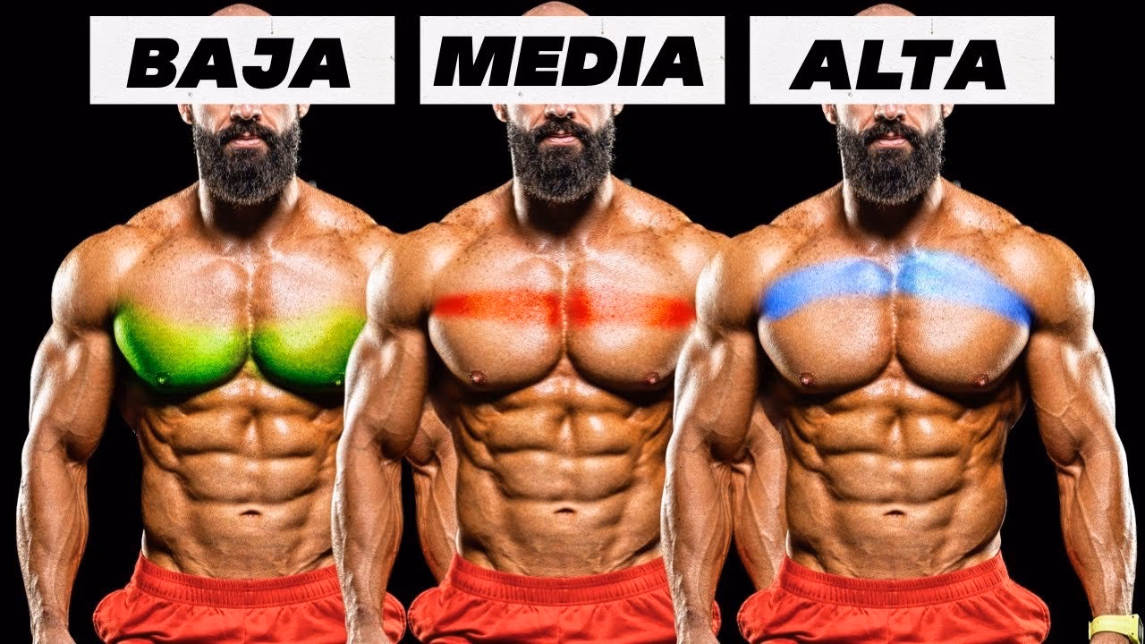 ¿Cómo se divide el pecho para entrenar?