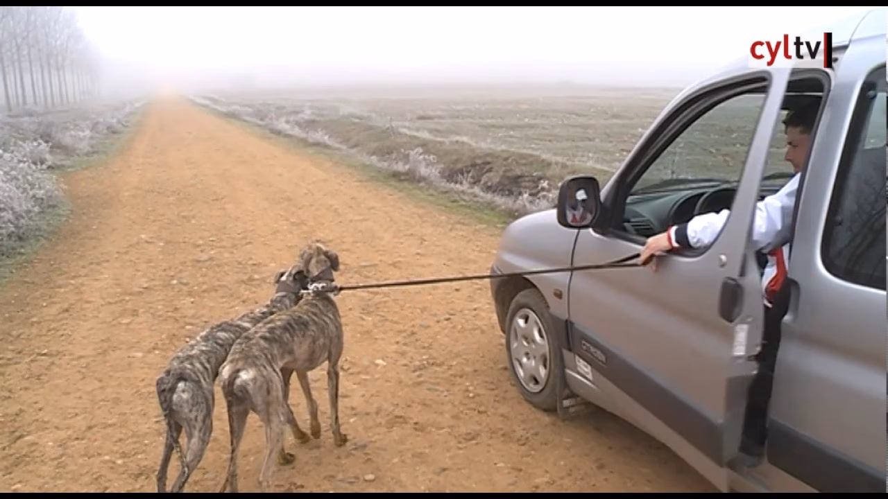 ¿Cuánto ejercicio necesita un galgo?