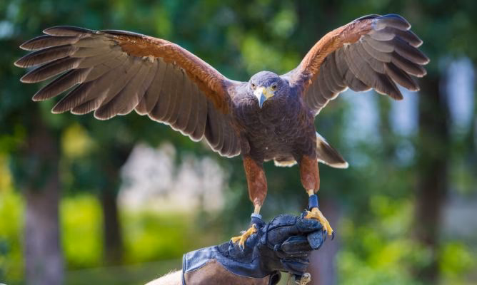 ¿Cómo se entrena a los halcones?