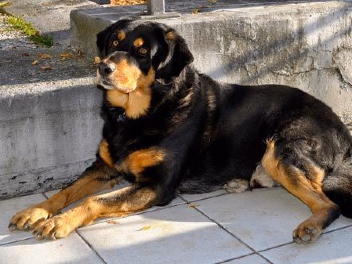 ¿Cómo entrenar a un Rottweiler para que sea guardián?