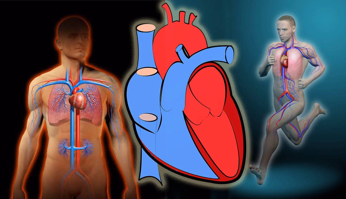 ¿Cómo se llama el corazón del deportista?