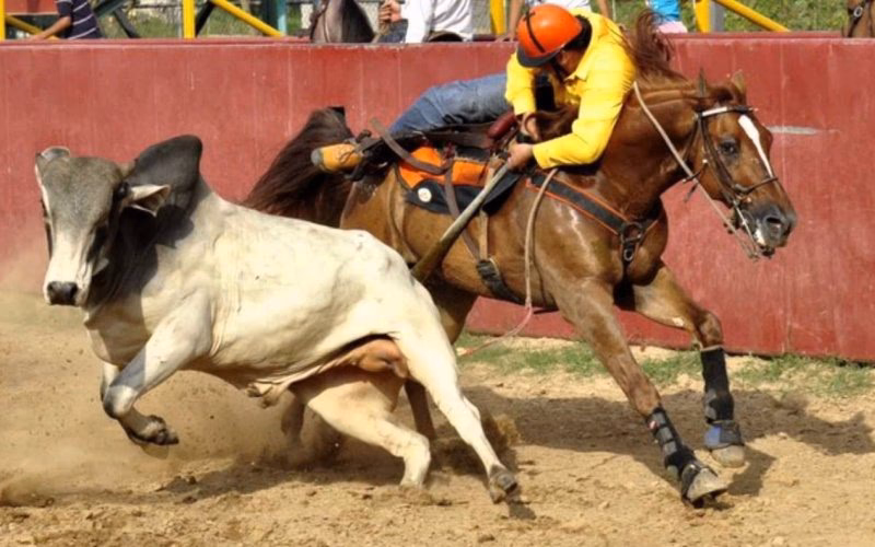 ¿Cuál es la historia del coleo en Venezuela?