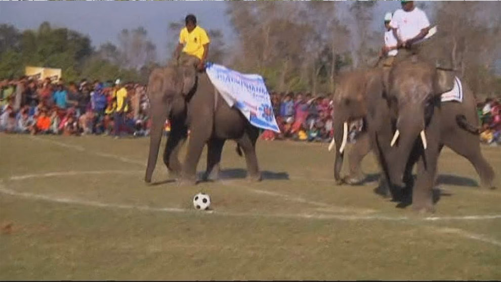 ¿Qué deportes involucran animales?