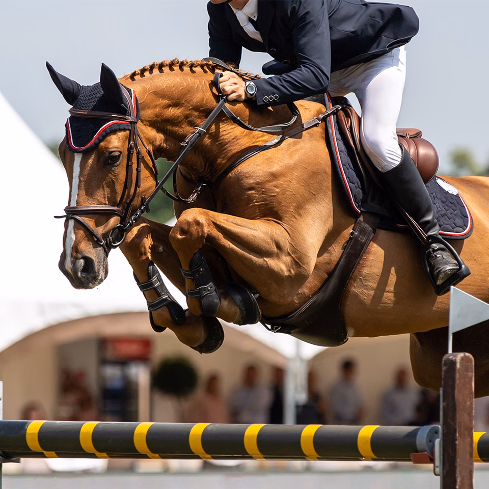 ¿Cuántos deportes ecuestres existen?