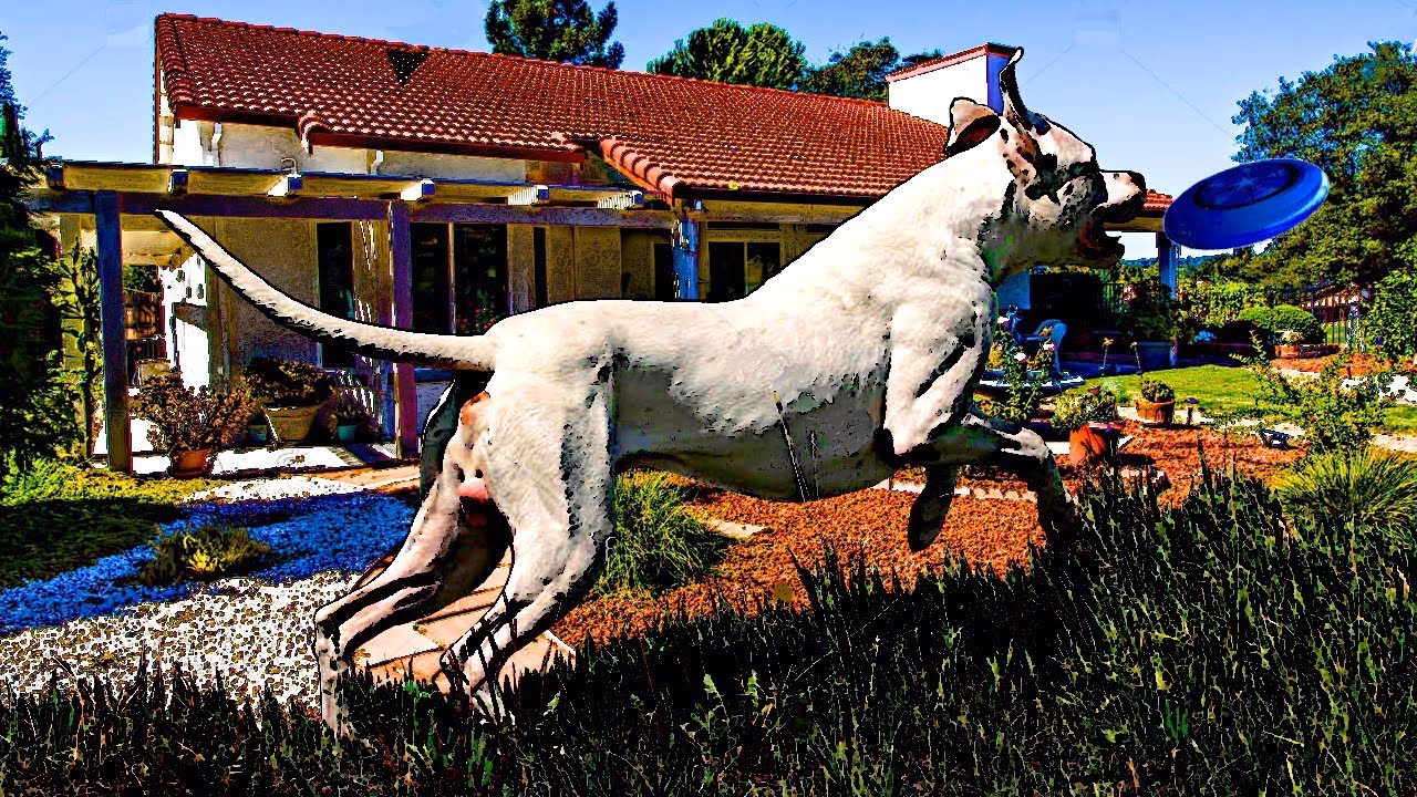 Are dogos argentinos aggressive?