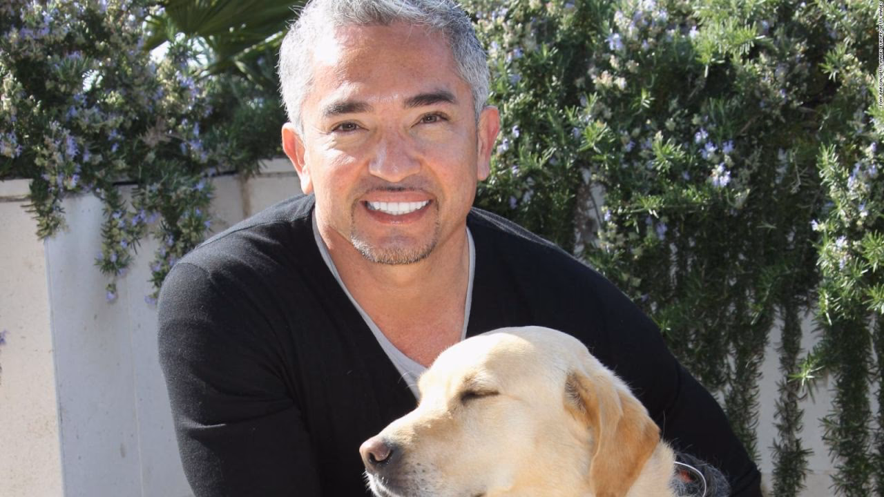 ¿Cuánto dinero cuesta adiestrar a un perro?