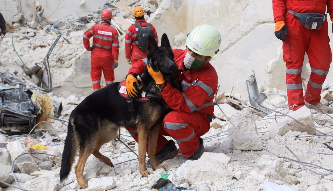 ¿Cómo entrenar a un perro rescatado?