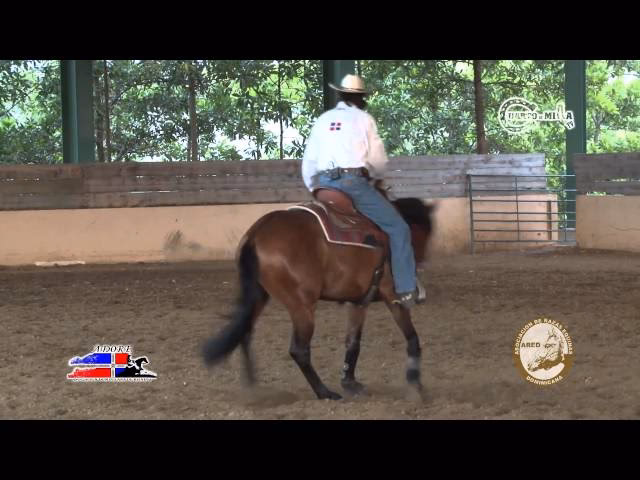 ¿Cuál es el mejor caballo cuarto de milla?