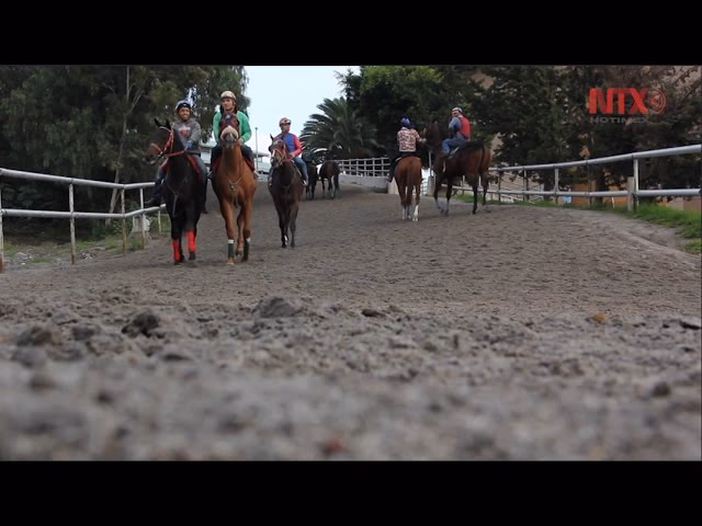 ¿Cómo se entrenan los caballos para las carreras?