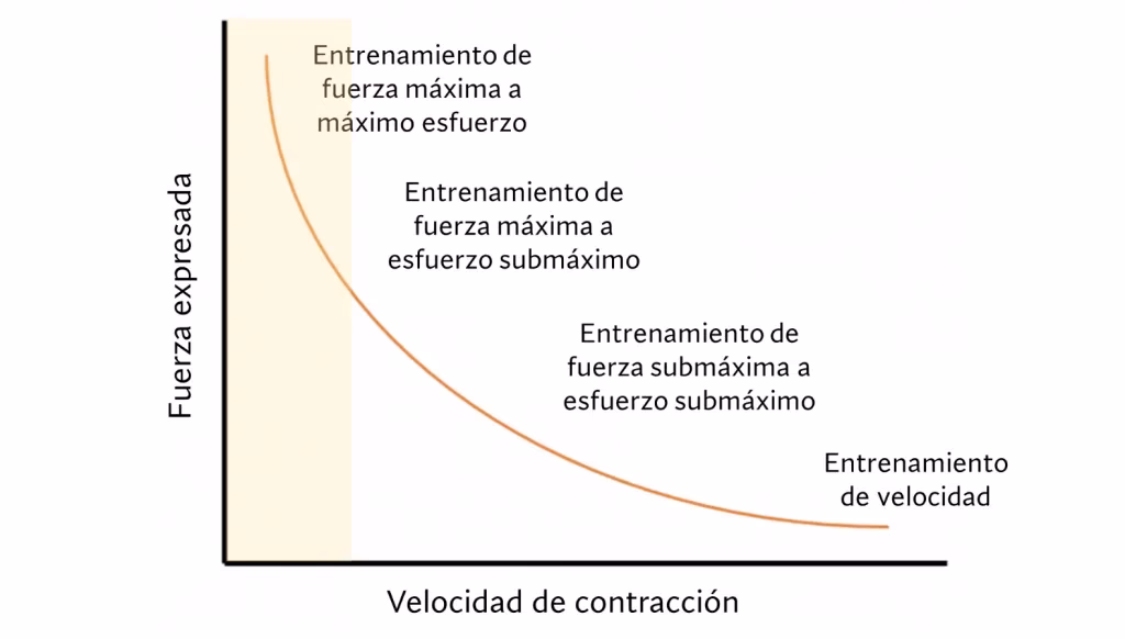 ¿Qué músculos crecen con la natación?