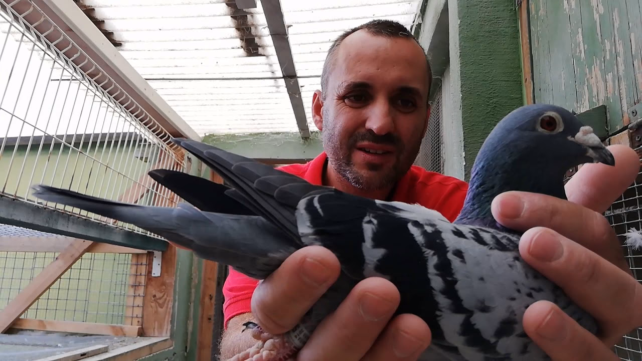 ¿Cómo puedo aumentar la velocidad de mis palomas mensajeras?