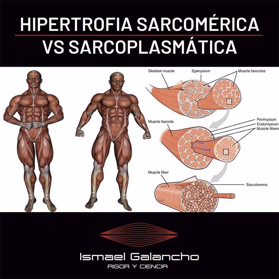 ¿Qué es el entrenamiento sarcoplasmático?