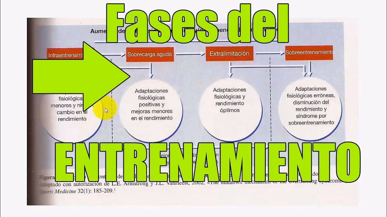 ¿Cuáles son las fases del entrenamiento deportivo?