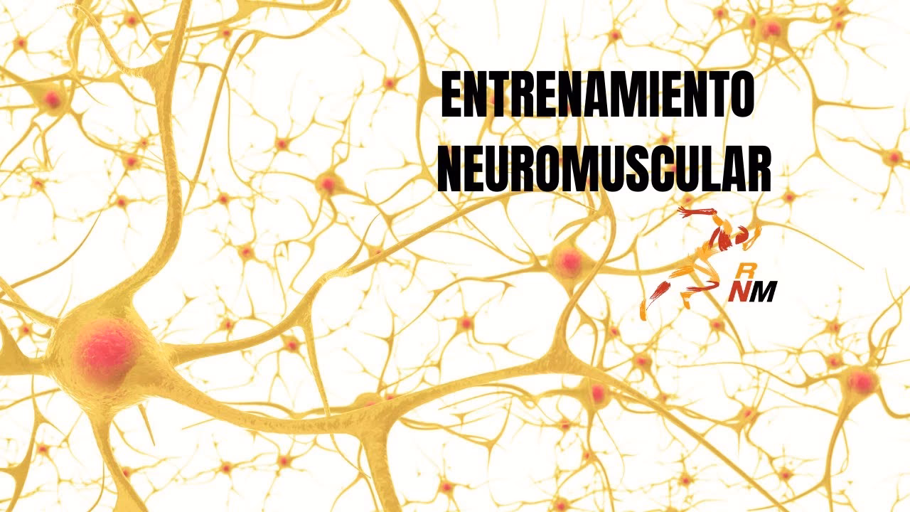 ¿Cuál es la fisiología del sistema neuromuscular?