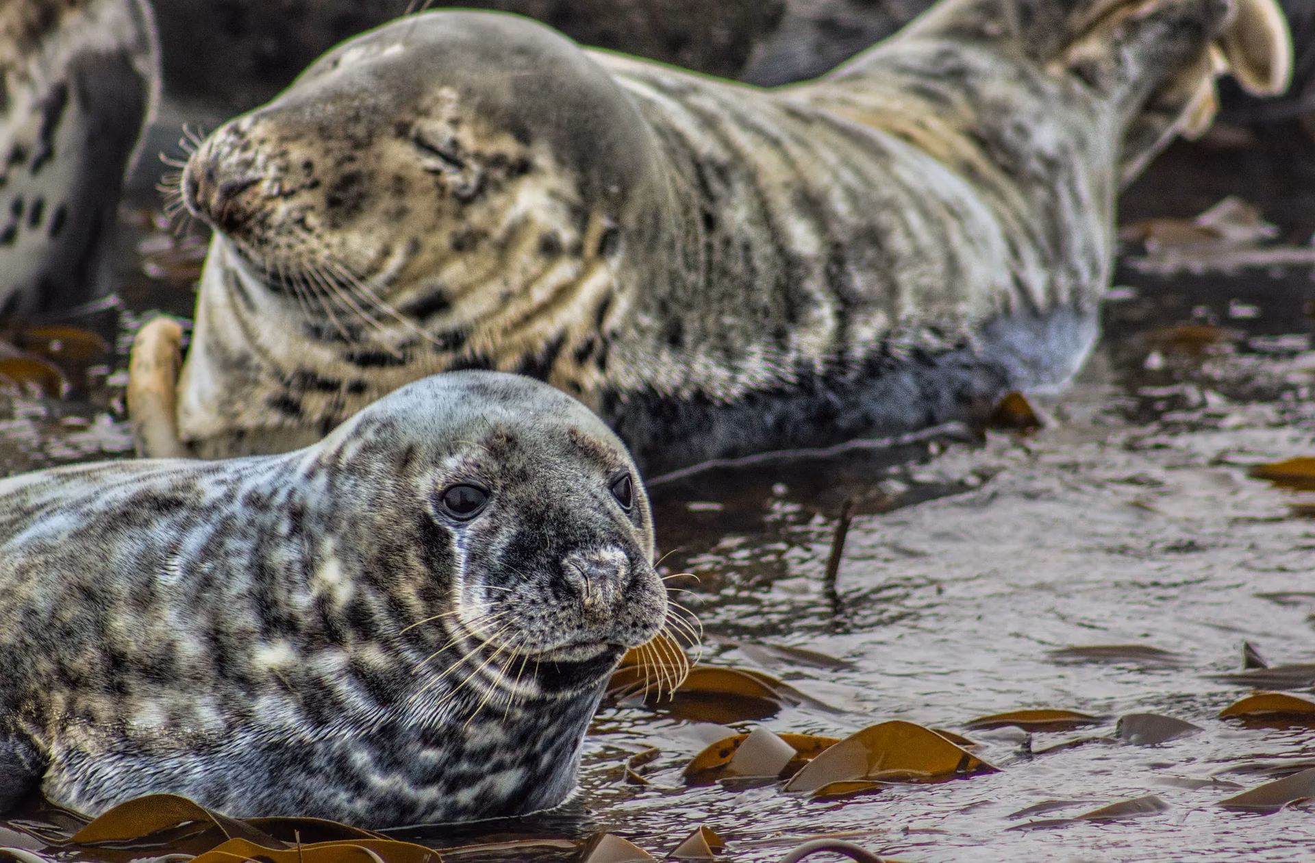 ¿Qué es una foca entrenada?