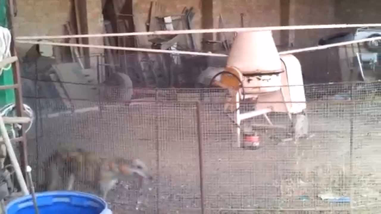 ¿Es suficiente ejercicio 30 minutos al día para un perro?