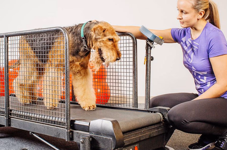 ¿Qué tipo de ejercicio es mejor para los perros?