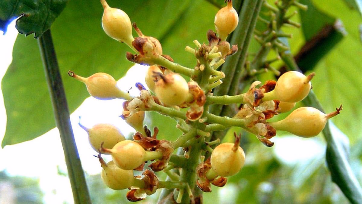 ¿El guaraná es bueno para hacer ejercicio?