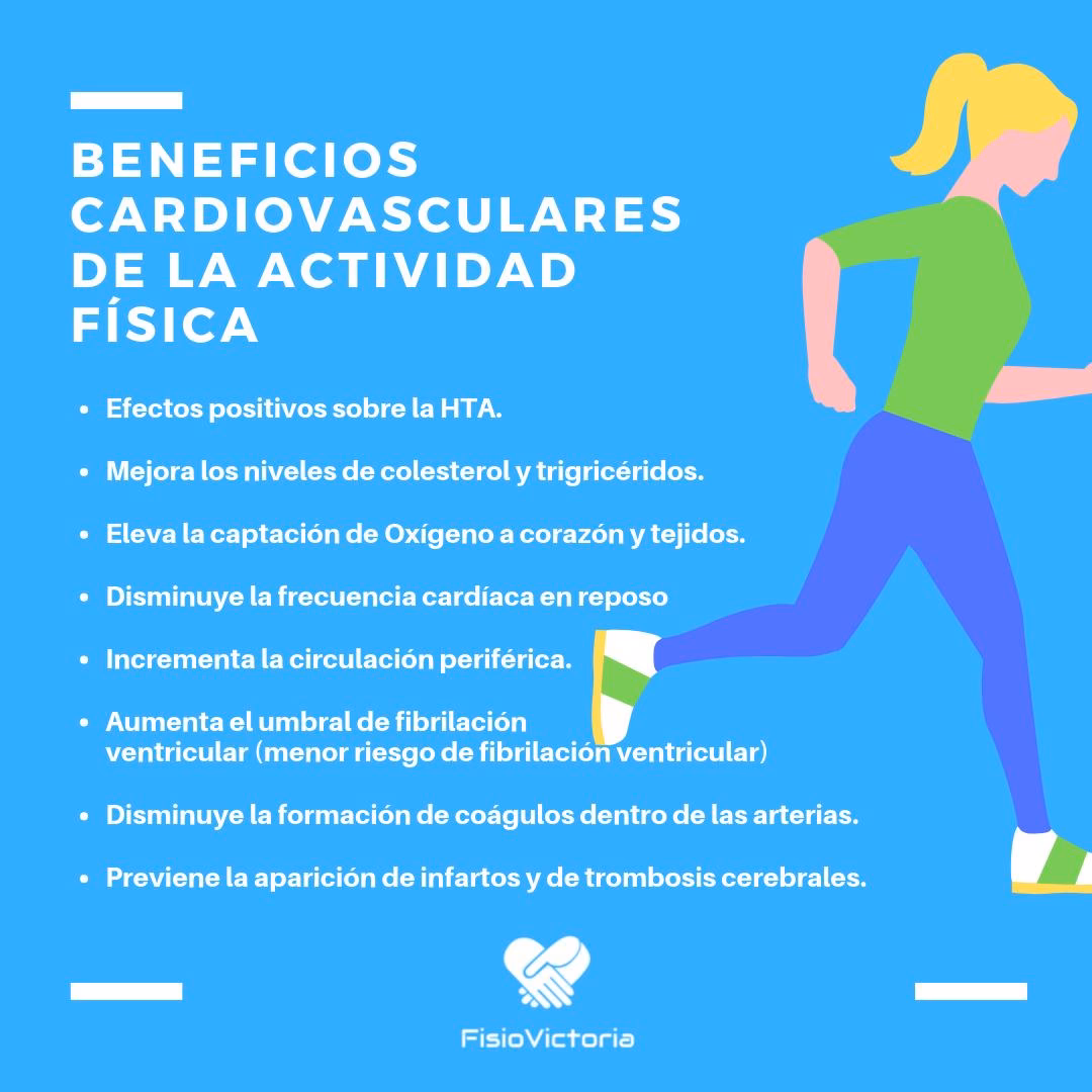 ¿Cuál es la importancia del sistema cardiovascular en la actividad física?