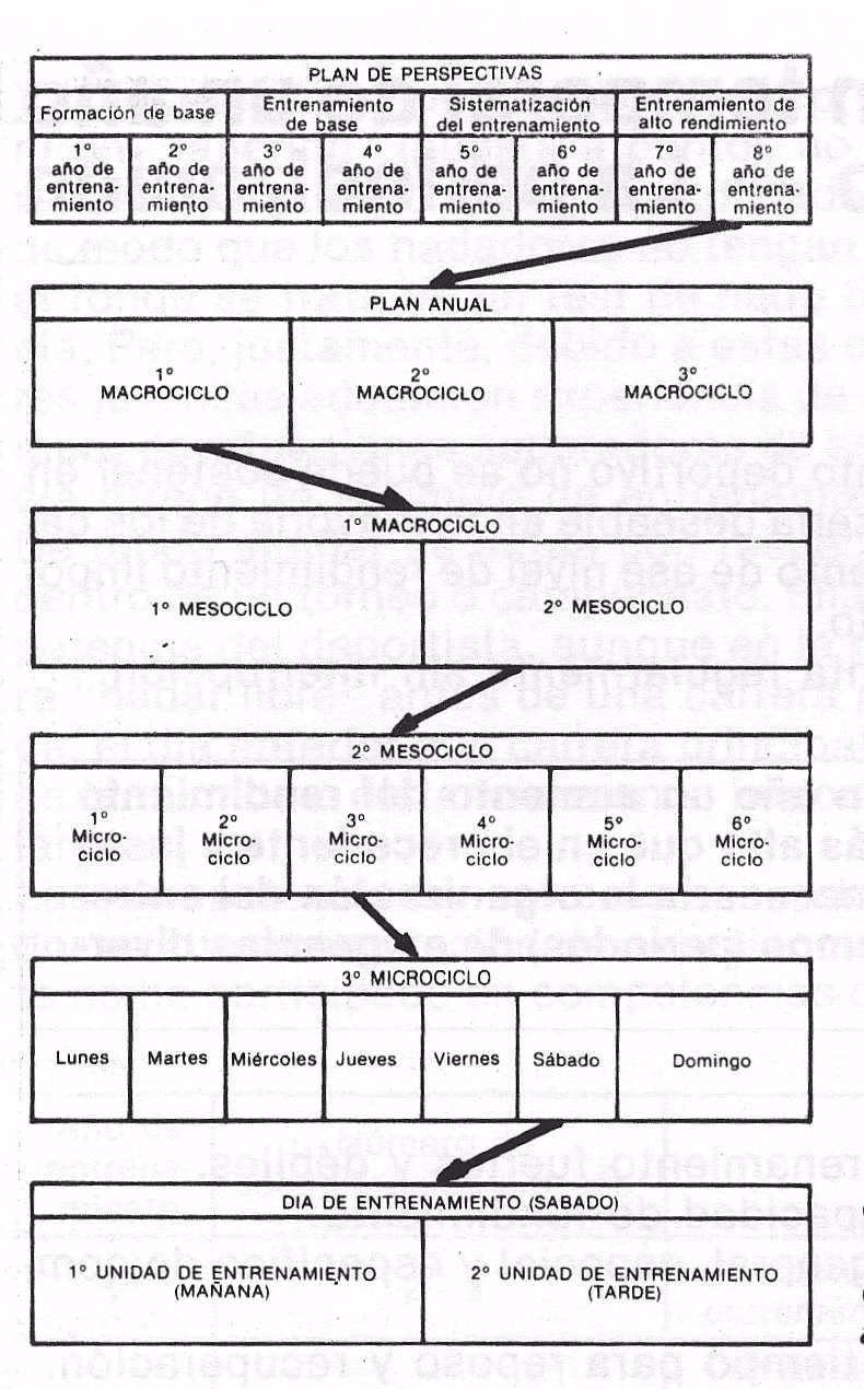 ¿Cuáles son las fases de la carrera de fondo?