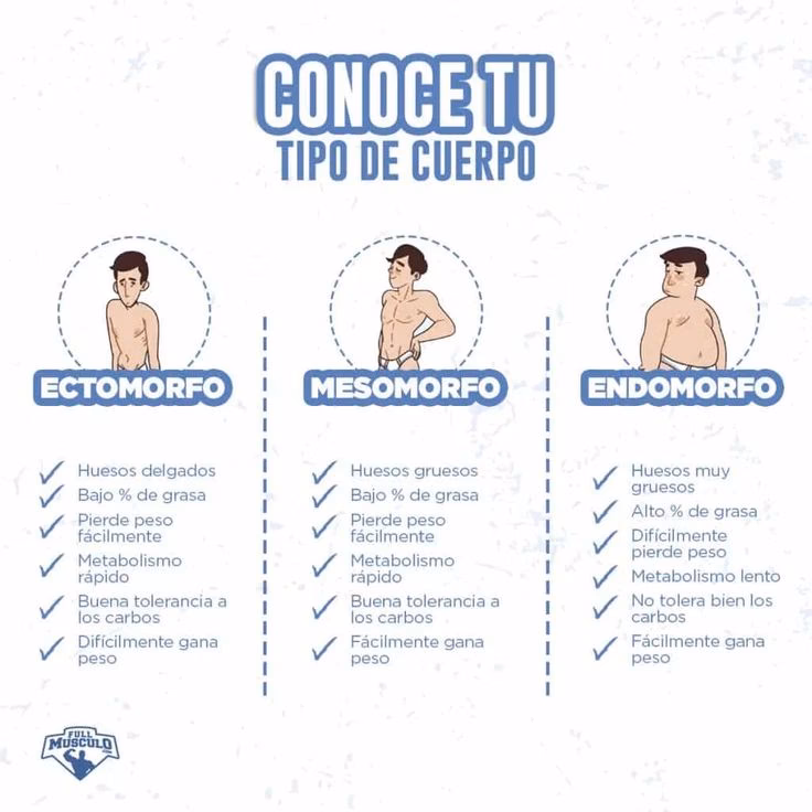 ¿Dónde acumula grasa un mesomorfo?