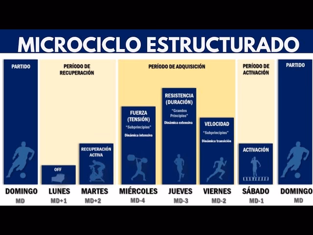 ¿Cuáles son las fases de un microciclo de entrenamiento?