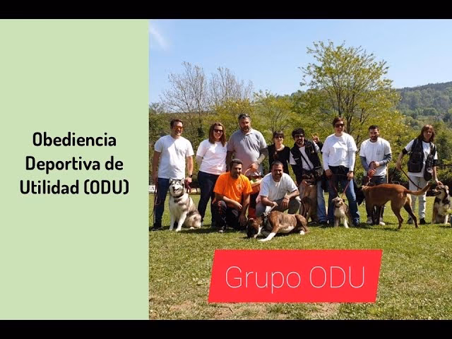 ¿Qué es la obediencia de competición?